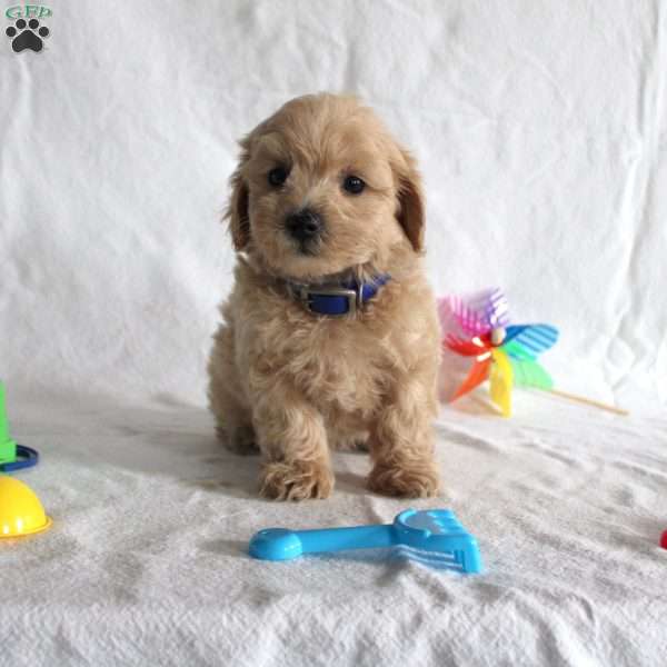 Albert, Maltipoo Puppy